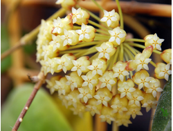 Hoya Incrassata