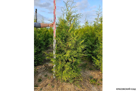 Туя Брабант измерение Красовский-Сад.рф