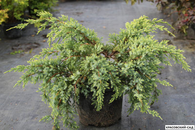 Можжевельник Голд Тип - Gold Tip