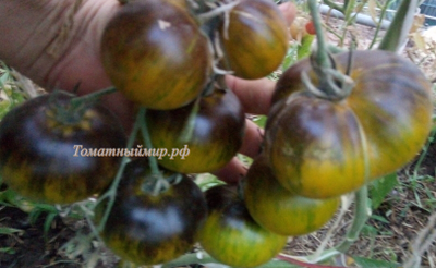 Томат Зеленая богиня Ксанаду (Xanadu Green Goddess), США