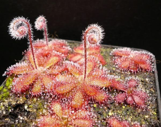 Drosera tomentosa