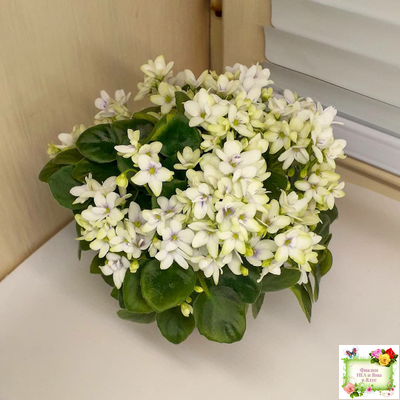 Broadway Star Trail (Селекционер неизвестен) трейлер