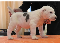 Сука 3. РИЦЦА. Продается