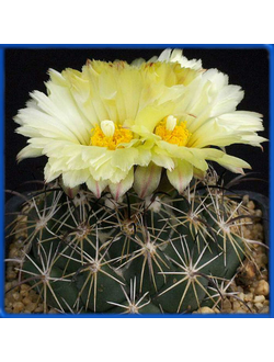 Coryphantha cornifera KPP 1704