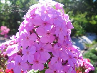 Флокс Hesperis (Хесперис)