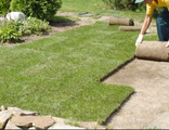 Рулонный газон "Универсал"