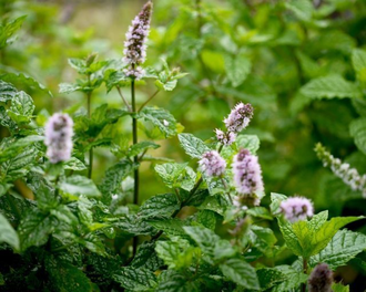 Мята колосистая, кудрявая (Mentha spicata) 5 мл - 100% натуральное эфирное масло