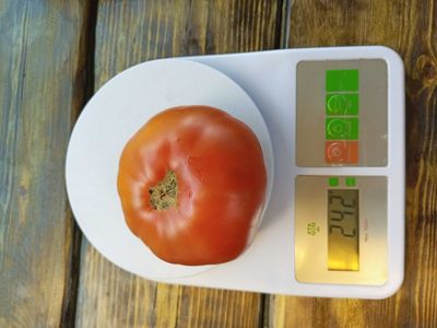 Томат Санта Лючия, (Sainte Lucie) США