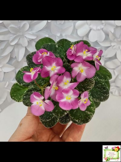 ML-Мама Ирочка (Miniviolets Lux) 2023 г.