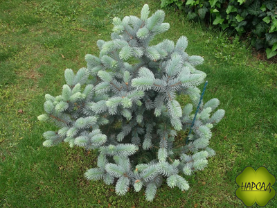 Ель колючая "БЛЮ ДАЙМОНД" (саженец 0,9 см)