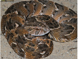 Шумящая гадюка (Bitis arietans)