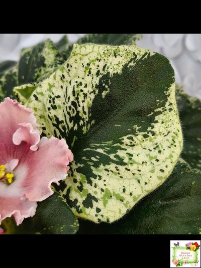 НД-Морковка (Н. Данилова-Суворова) 2021 г. (лист посажен 26.02.26)