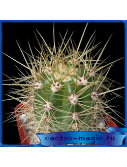 Trichocereus candicans GM 1682