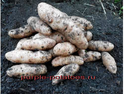 Дикий картофель Anya (Potato Fingers)