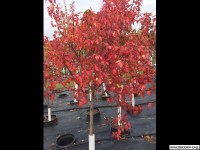 Клён Гиннала - Ginnala