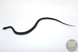 Полоз узорчатый, узорка, Elaphe dione