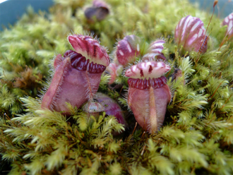 Cephalotus follicularis. Цефалотус