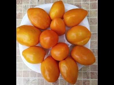 Томат Золотое сердце