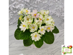 ЕК-Танец Кувшинок (Е. Коршунова) 2021 г. (лист посажен 17.09.25)