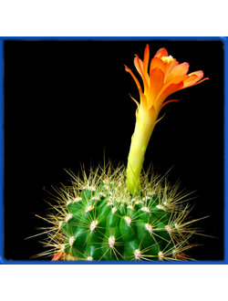 Matucana myriacantha