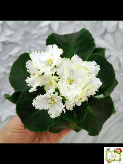 ML-Облако в Горах (Miniviolets Lux) 2022 г. (лист посажен 25.01.26)