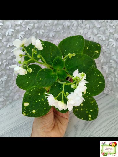 ШН-Космическая Фея (Н. Шушакова) 2019 г.