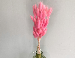 Лагурус розовый