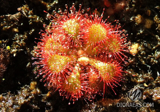 Drosera sp. South Africa