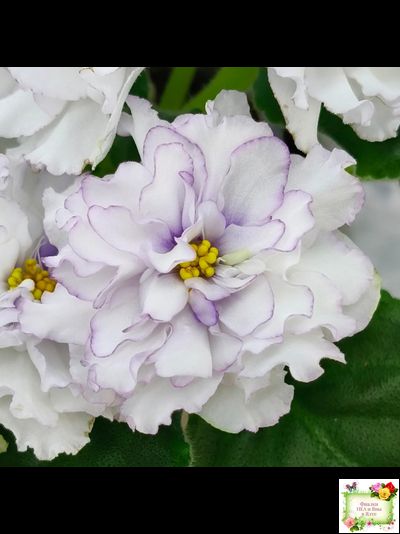 РМ-Прекрасный Жемчуг (Н. Скорнякова) 2022 г.