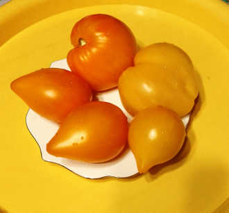 Семена томата Желтые гребешки / *нов 2025