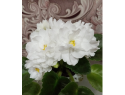 16) ЛиК Белая колыбель