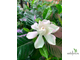 Gardenia T04