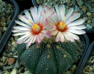 Astrophytum CAPAS F2 Х A.cv.Super Kabuto (1064) - 10 семян