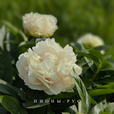 Пион Heather(Хизер)