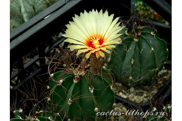 Astrophytum senile