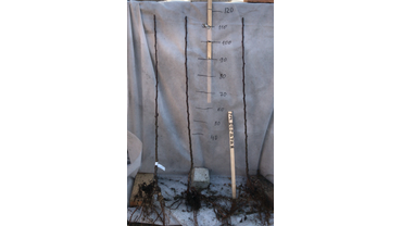 Двулетний саженец груши.