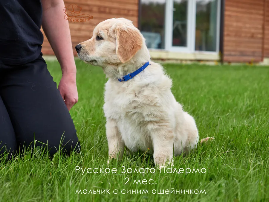 2 месяца. Мальчик СИНИЙ ошейничек