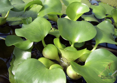 Водный гиацинт — Эйхорния