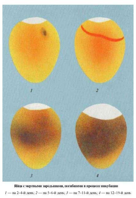 Яйца с мертвыми зародышами погибшими во время инкубации