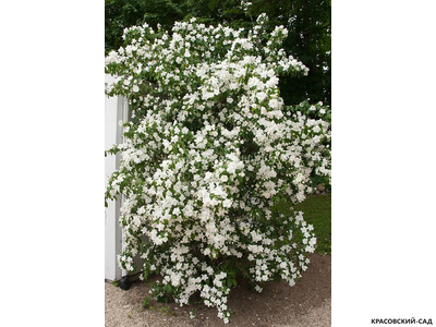 Чубушник Манто д'Эрмин - фото в саду - красовский-сад.рф