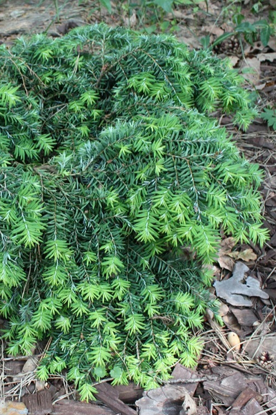 Тсуга канадская Jeddeloh