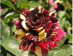 Абракадабра