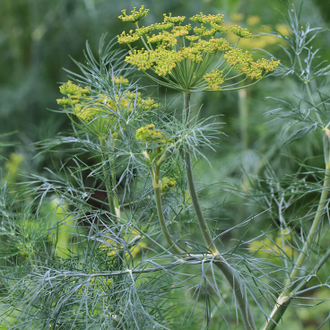 Укроп огородный (Anethum graveolens) семена 5 мл - 100% натуральное эфирное масло