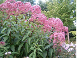 Посконник Атропурпуреум (Atropurpureum)