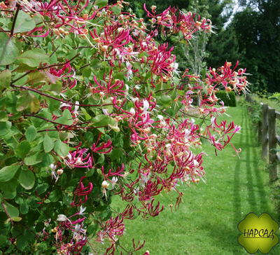 Жимолость вьющаяся "Серотина"