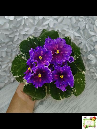 Nik-Сокровище Каравана (Н. Булко) 2022 г.