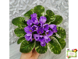 КНН-Крокус (Н. Куриленко) 2022 г. (пестролистный лонг)