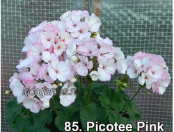 Пеларгония Picotee Pink