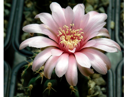 Gymnocalycium baldianum hybr - 5 семян