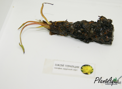 Нимфея Джой Томоцик